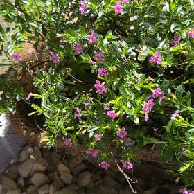 Photo of the plant species Hawaiian Heather by @BigtimeDewberry named Sonora on Greg, the plant care app