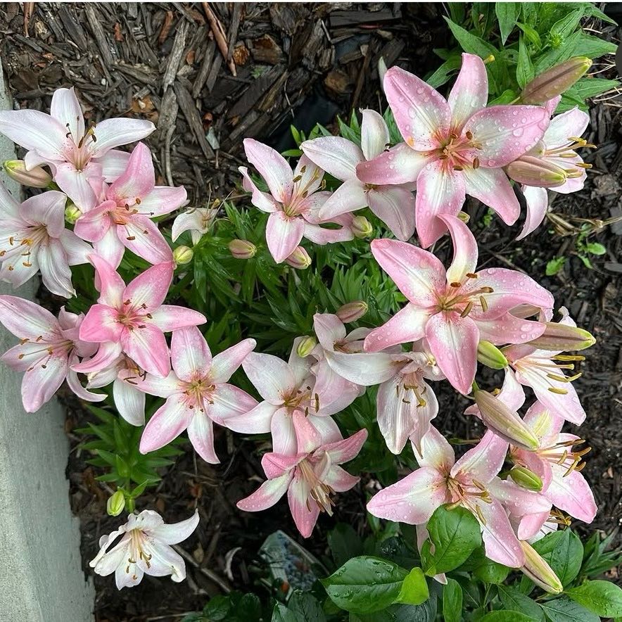 Photo of the plant species Barbosa Lily by @BigtimeDewberry named Tupot amaroot on Greg, the plant care app