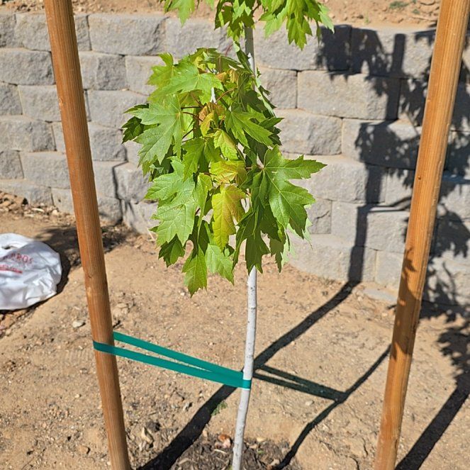 Photo of the plant species Autumn Blaze Maple by @LordSarcodes named Beckham on Greg, the plant care app