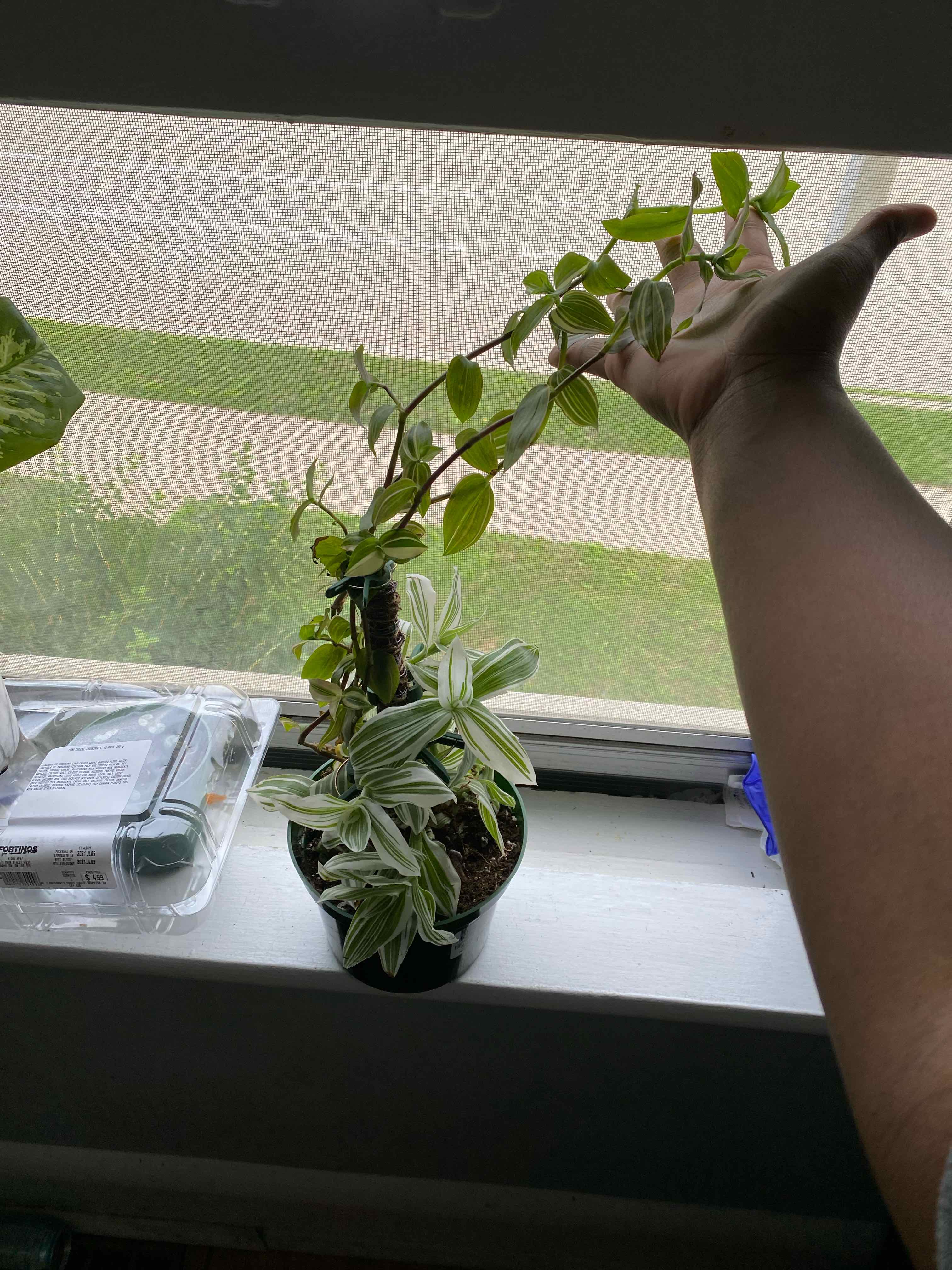 Tradescantia 'Yellow Zebra' plant on a windowsill with a hand holding up a vine.
