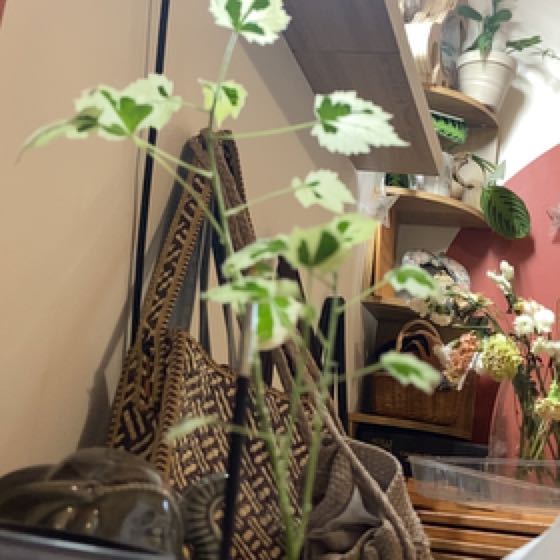 Photo of the plant species Parlour Maple by @DeftTahitilime named Planty on Greg, the plant care app