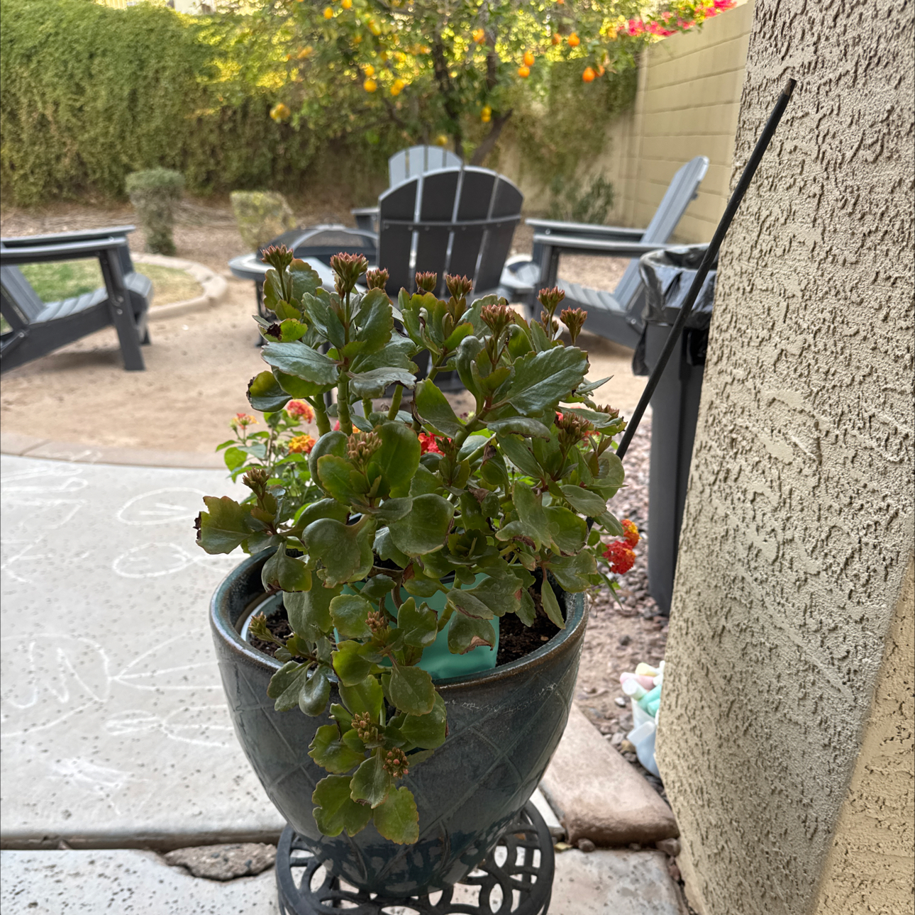 Photo of the plant species Senecio radicans 'Maxima' by @GleefulClusia named Kendall on Greg, the plant care app