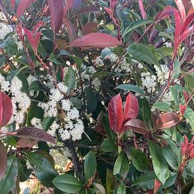 Photo of the plant species Red Robin Photinia by @VileMeadows named Fernie Mercury on Greg, the plant care app
