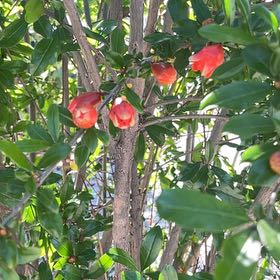 Photo of the plant species White Pomegranate by @VileMeadows named Foxxy on Greg, the plant care app