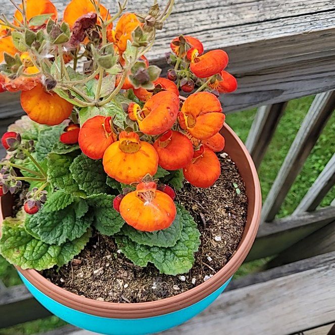 Photo of the plant species Calceolaria uniflora by @AvidSwisscheese named Navajo on Greg, the plant care app