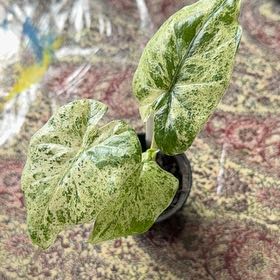 Photo of the plant species Alocasia Camo by @AlainaMartinez named Coco on Greg, the plant care app