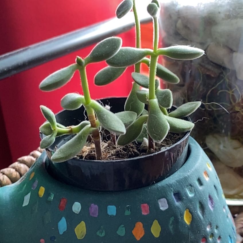 Photo of the plant species Crassula Green Beans by @GlossyWychelm named Gregarious-Greg on Greg, the plant care app