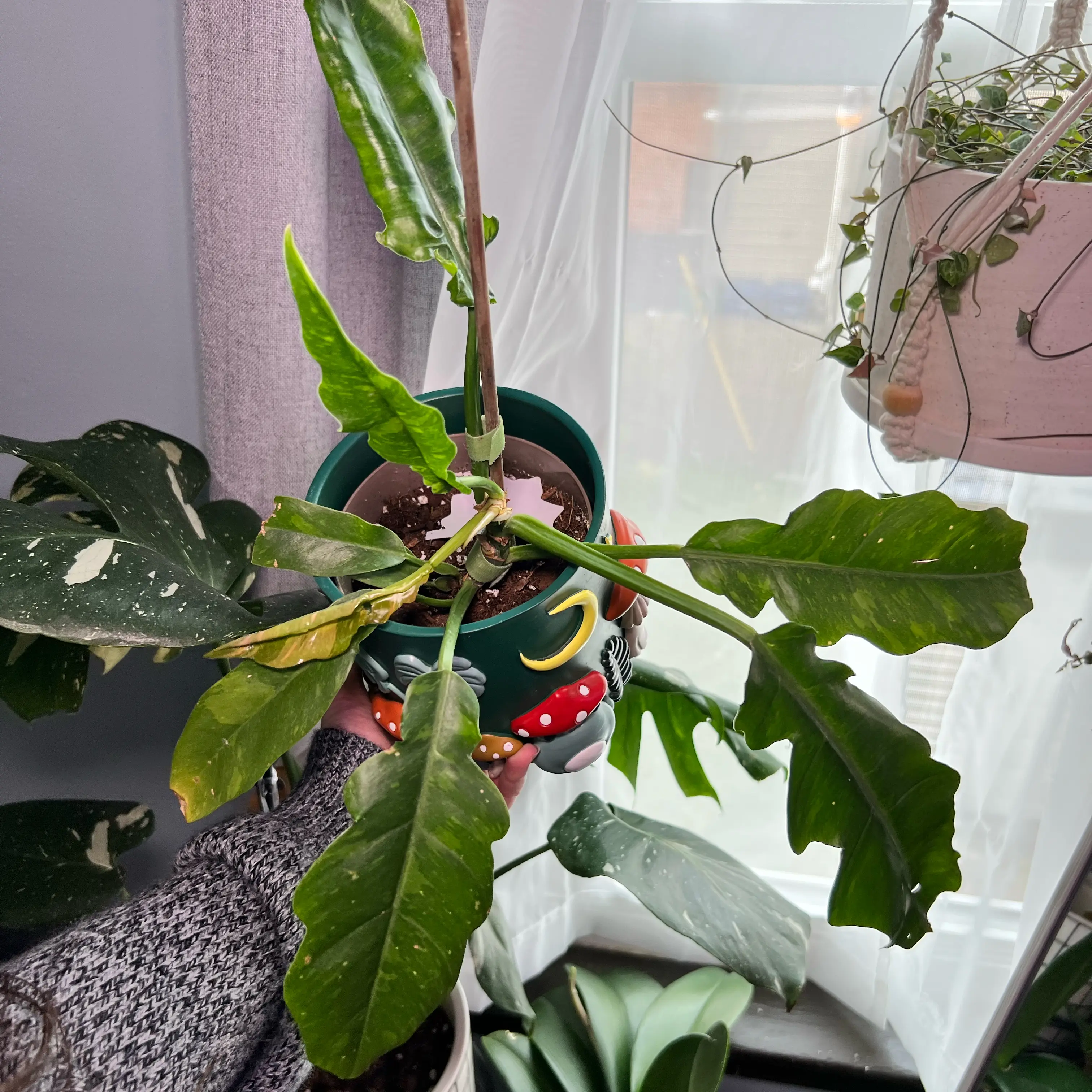 Photo of the plant species Philodenron Ring of Fire by @planthygmari named Philodendron Ring of Fire on Greg, the plant care app