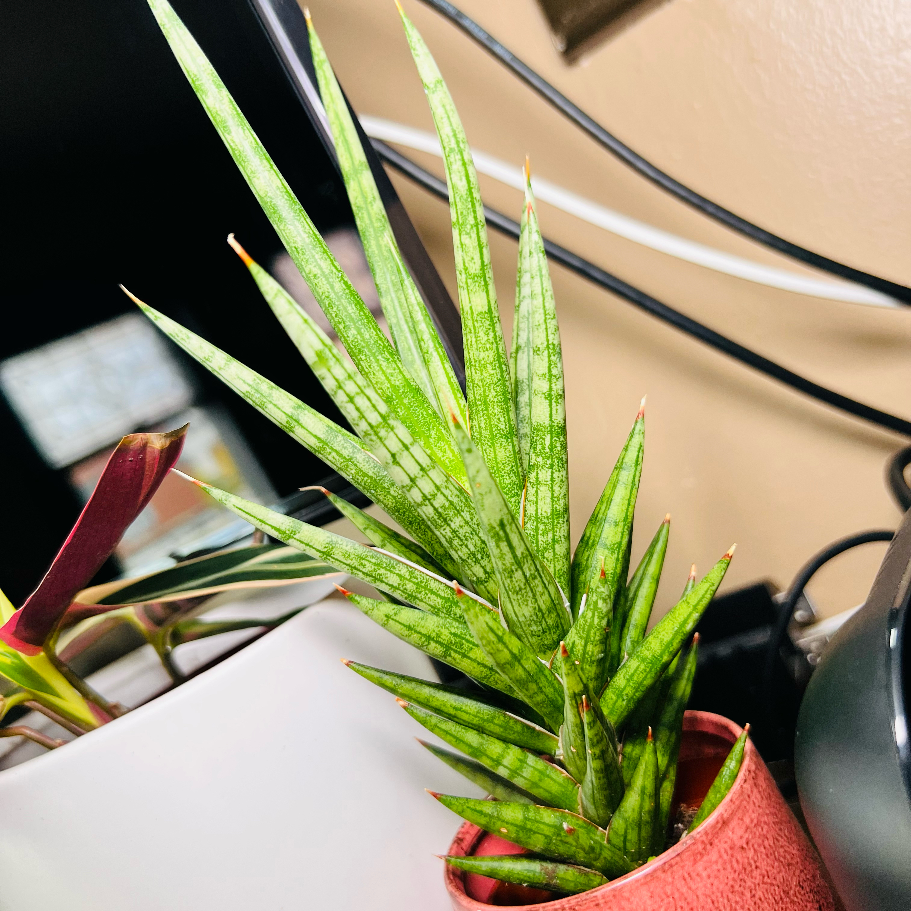 Photo of the plant species Sansevieria francisii by @planthygmari named Sansevieria Francisii on Greg, the plant care app