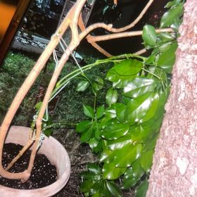 Photo of the plant species Octopus Tree by @planthygmari named Kylie on Greg, the plant care app