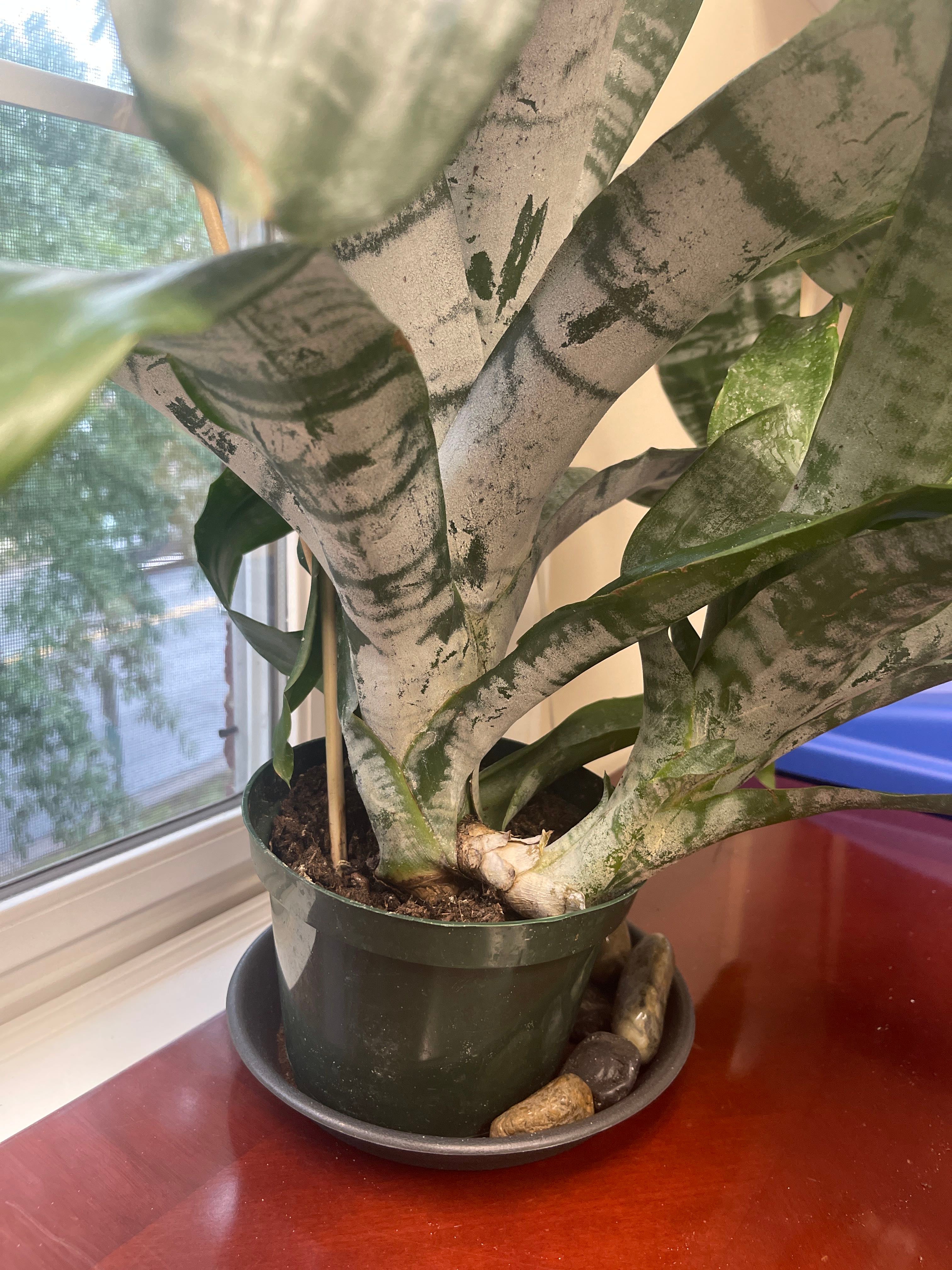 Aechmea 'Red Ribbon' Plant Care Water, Light, Nutrients Greg App 🌱