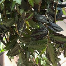 Photo of the plant species Pellonia Repens by @CharmingOkra named Mando on Greg, the plant care app