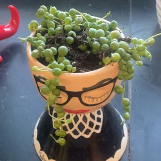 String of Pearls plant in Amarillo, Texas