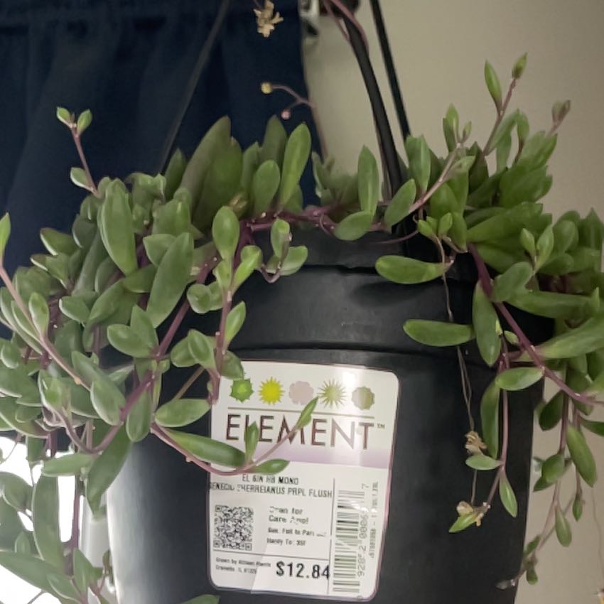 Photo of the plant species Puprle Flush by @JuicyTokyosun named Elle on Greg, the plant care app