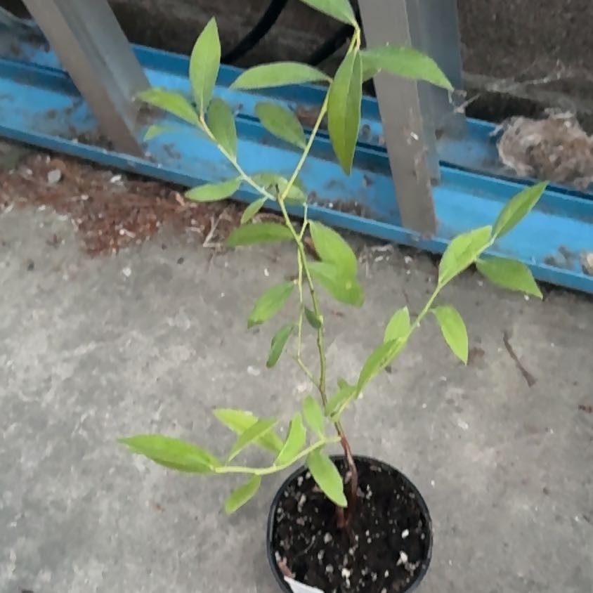 Photo of the plant species Blueberry Pink by @GeekyPony19 named Kendall on Greg, the plant care app
