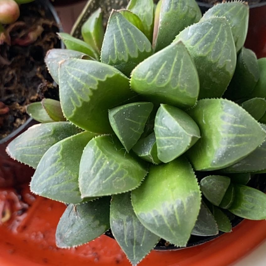 Photo of the plant species Haworthia mirabilis subsp. mundula by @KnightDaffodil named Winston on Greg, the plant care app
