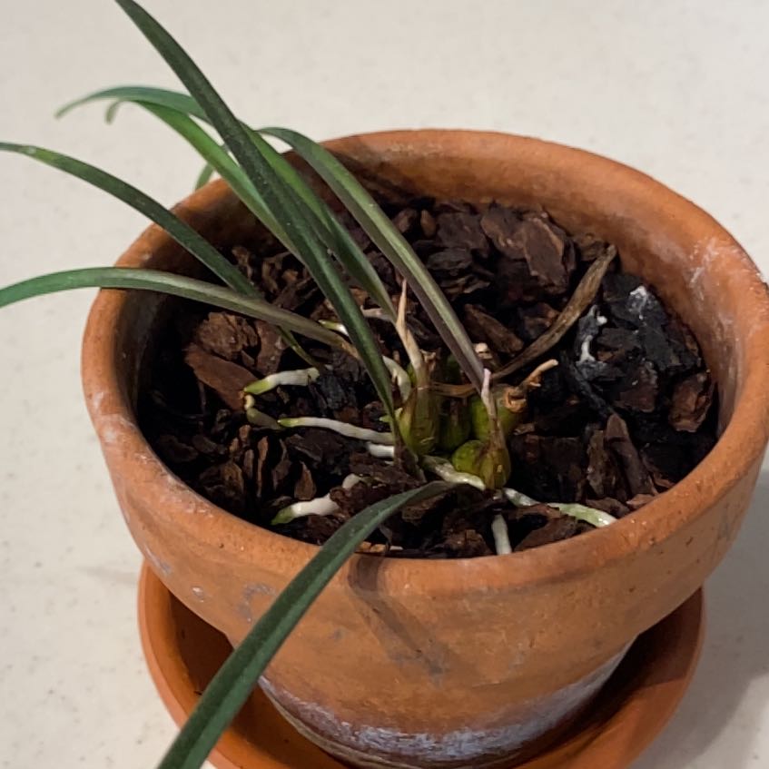 Photo of the plant species Cymbidium Panalatinga by @KnightDaffodil named Eva on Greg, the plant care app
