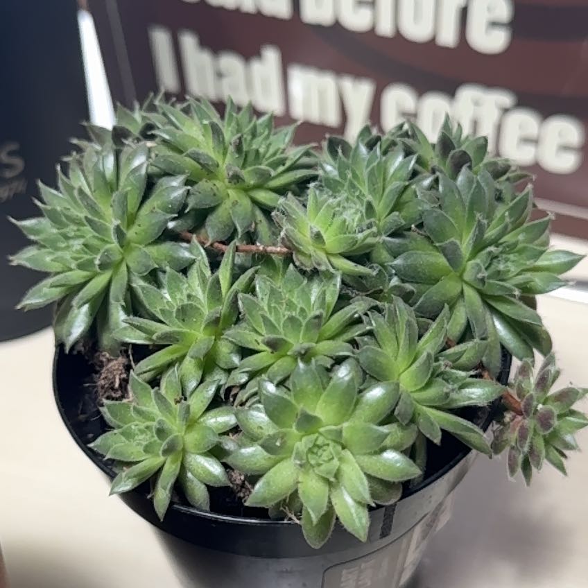 Photo of the plant species Sempervivum 'Pilatus' by @HolyHedera named Chicky on Greg, the plant care app