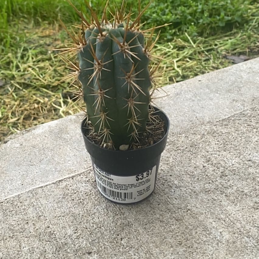 Photo of the plant species Blue Cereus by @SportingOlneya named Dexter on Greg, the plant care app