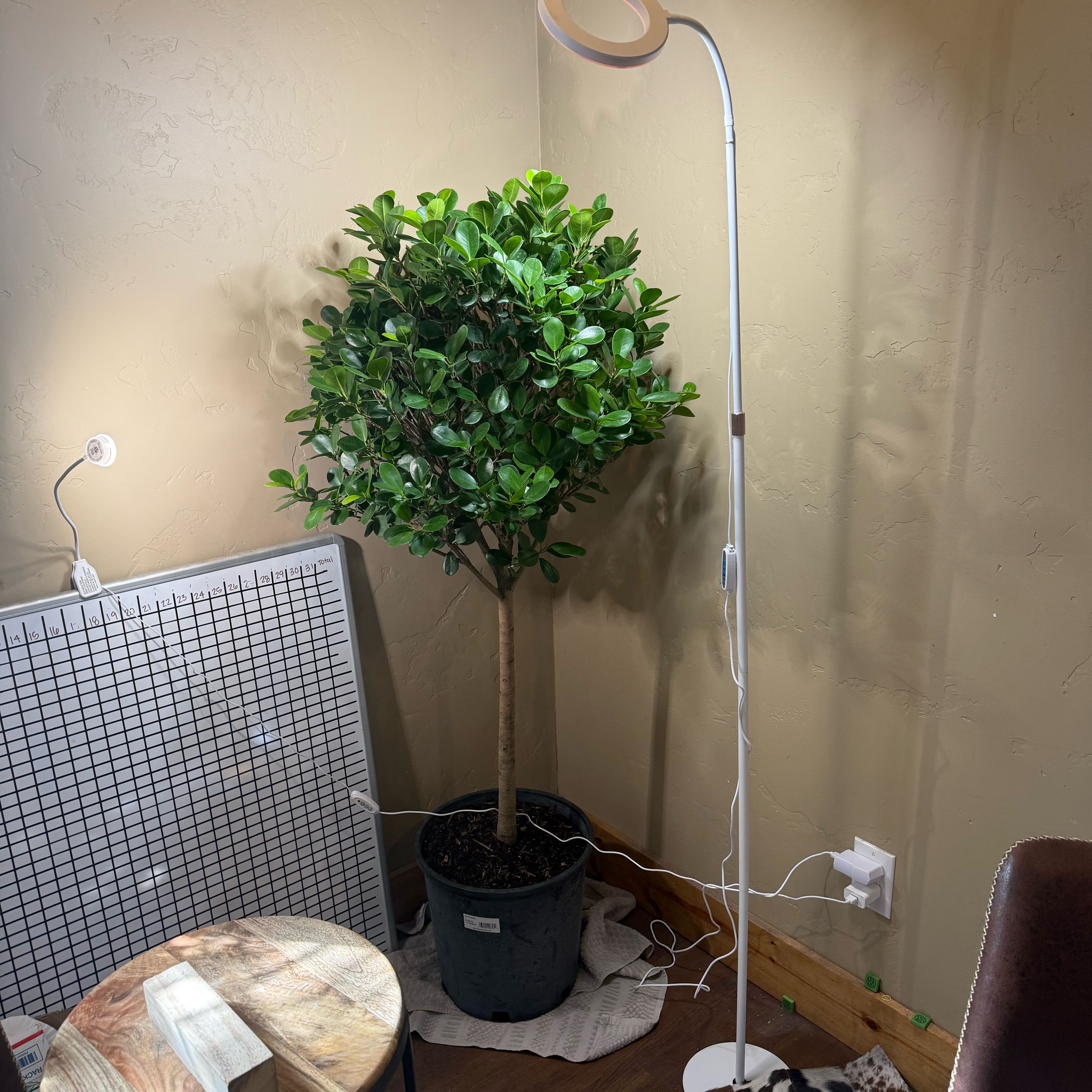 Photo of the plant species weeping fig by @CrispBlueiris named Elle on Greg, the plant care app