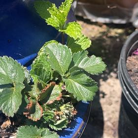 Photo of the plant species Ozark Beauty Strawberry by @TruePurplerose named Mochi on Greg, the plant care app