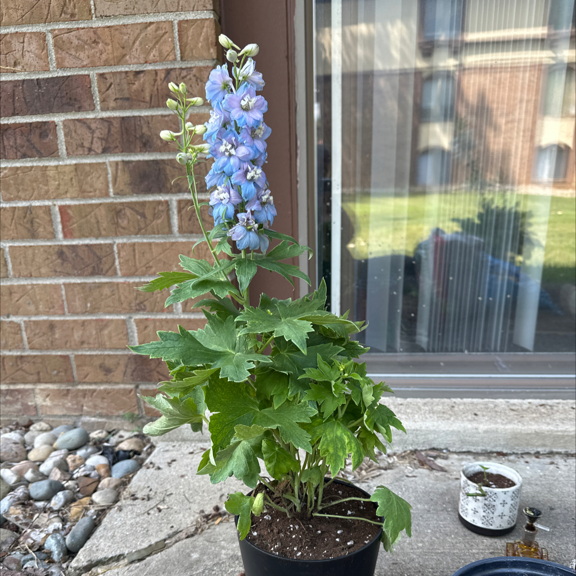 Photo of the plant species Candle Larkspur by @VastWhitebrush named Osmo on Greg, the plant care app