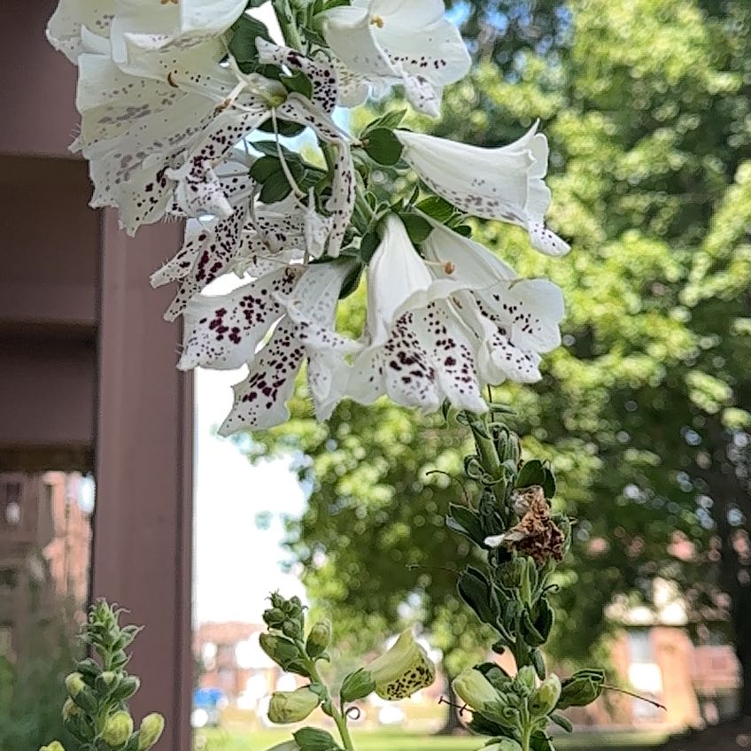 Photo of the plant species Digitalis Purpurea by @VastWhitebrush named Lavender on Greg, the plant care app