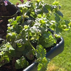 Photo of the plant species Torenia by @ZealScallions named Drake on Greg, the plant care app