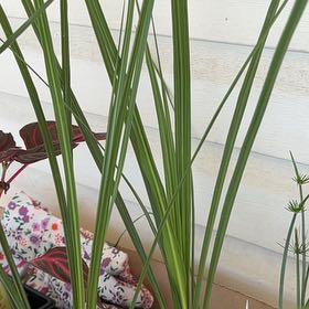 Photo of the plant species Mountain Cabbage Tree by @ZealScallions named ChloroPhil on Greg, the plant care app