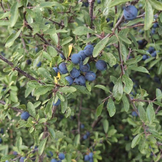 Photo of the plant species Blackthorn by @GoodVandaorchid named Leonardo on Greg, the plant care app