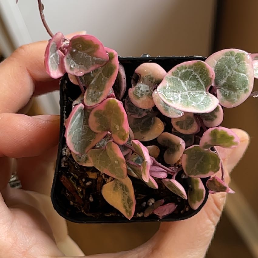 Plant care for String Of Marbles on Greg, the plant care app