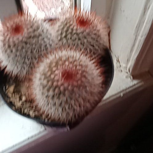 Plant care for feather cactus on Greg, the plant care app