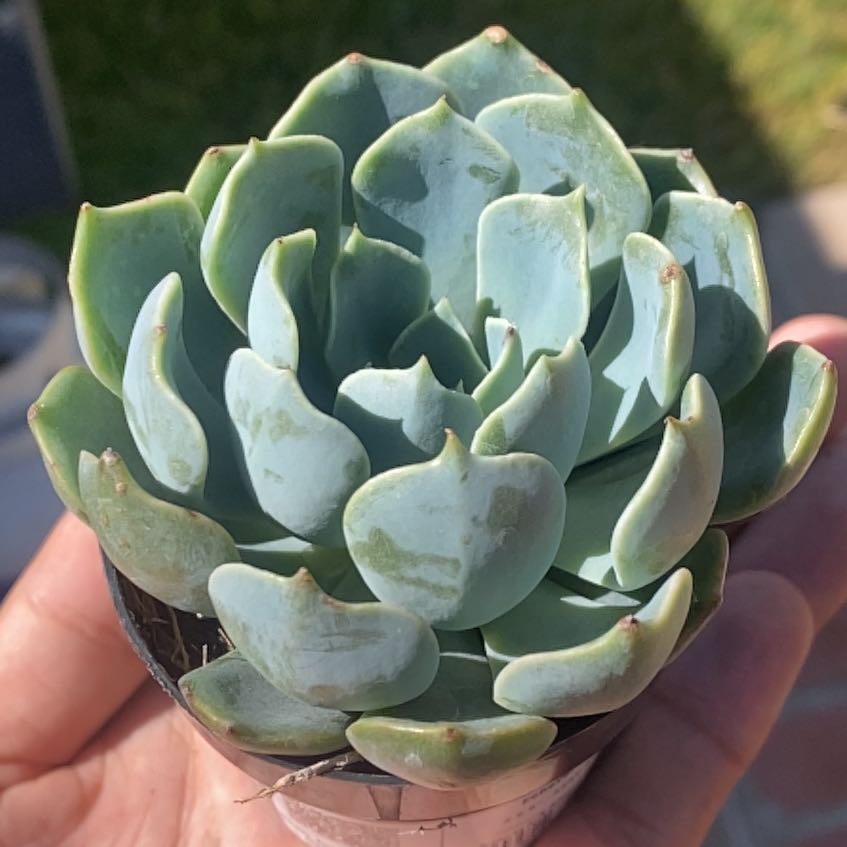 Photo of the plant species Echeveria 'Allegra' by @SoigneVeilwort named Muhammad Ali on Greg, the plant care app