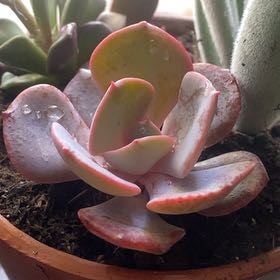 Photo of the plant species Echeveria by @SoigneVeilwort named Tolkien on Greg, the plant care app