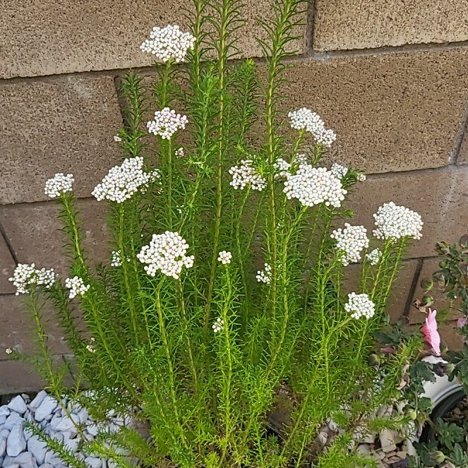 Photo of the plant species Riceflower by @WiseBonnydoon named LiloStitch on Greg, the plant care app