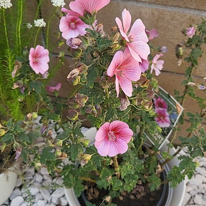 Photo of the plant species African mallow by @WiseBonnydoon named Keanu Leaves on Greg, the plant care app