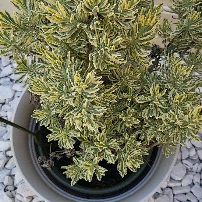 Photo of the plant species Meerlo Lavender by @WiseBonnydoon named Gaga on Greg, the plant care app