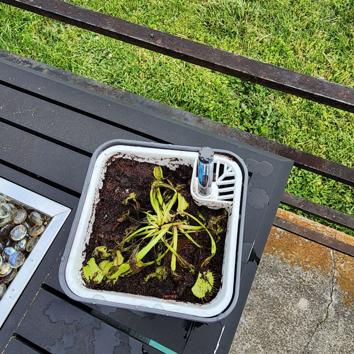 Photo of the plant species Venus Fly Trap (Gremlin) by @LordlyLuckynut named Venus fly trap on Greg, the plant care app