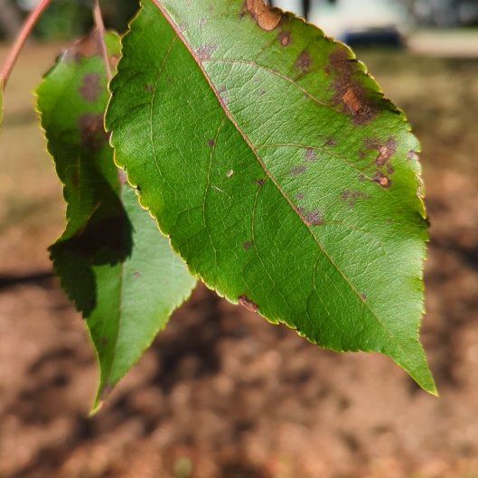 Photo of the plant species Crab Apple by @FlexibleTarbush named Dax on Greg, the plant care app