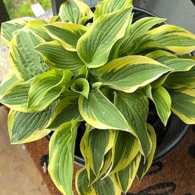 Photo of the plant species Hosta sieboldii by @SportyCoralvine named Prince on Greg, the plant care app