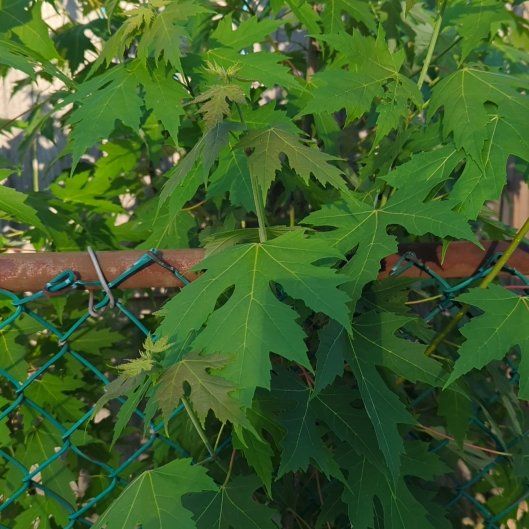 Photo of the plant species Silver Maple by @SacredAirpotato named Ulysses S Plant on Greg, the plant care app