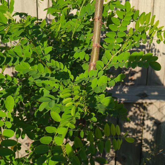 Photo of the plant species Siberian Peashrub by @SacredAirpotato named Keanu Leaves on Greg, the plant care app