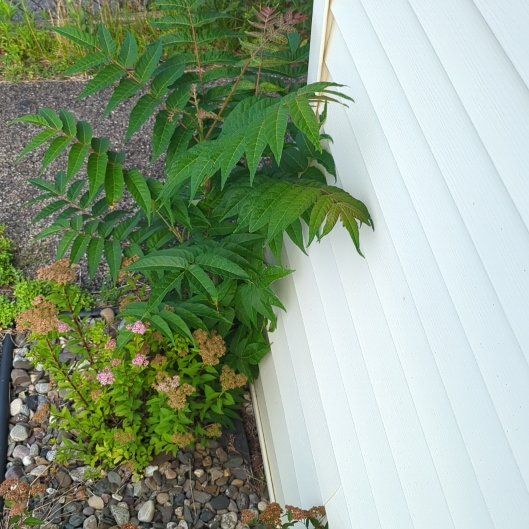 Photo of the plant species Ailanthus Altissima by @SacredAirpotato named Demi on Greg, the plant care app