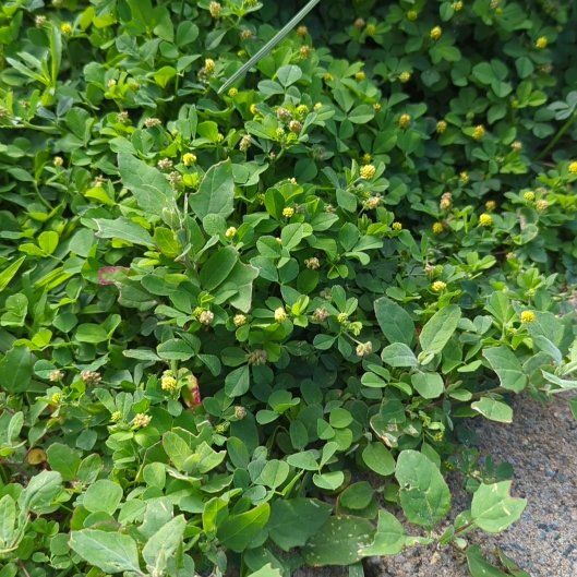 Photo of the plant species Black Medick by @SacredAirpotato named Nemo on Greg, the plant care app