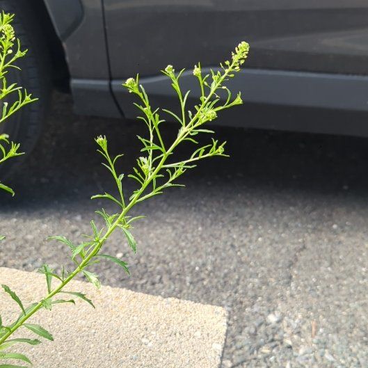 Photo of the plant species Poorman Pepperweed by @SacredAirpotato named Homer on Greg, the plant care app