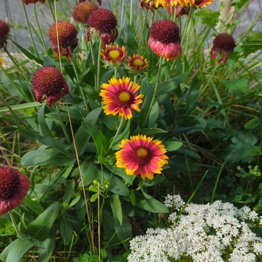 Photo of the plant species Indian Blanket by @SacredAirpotato named Marilyn on Greg, the plant care app