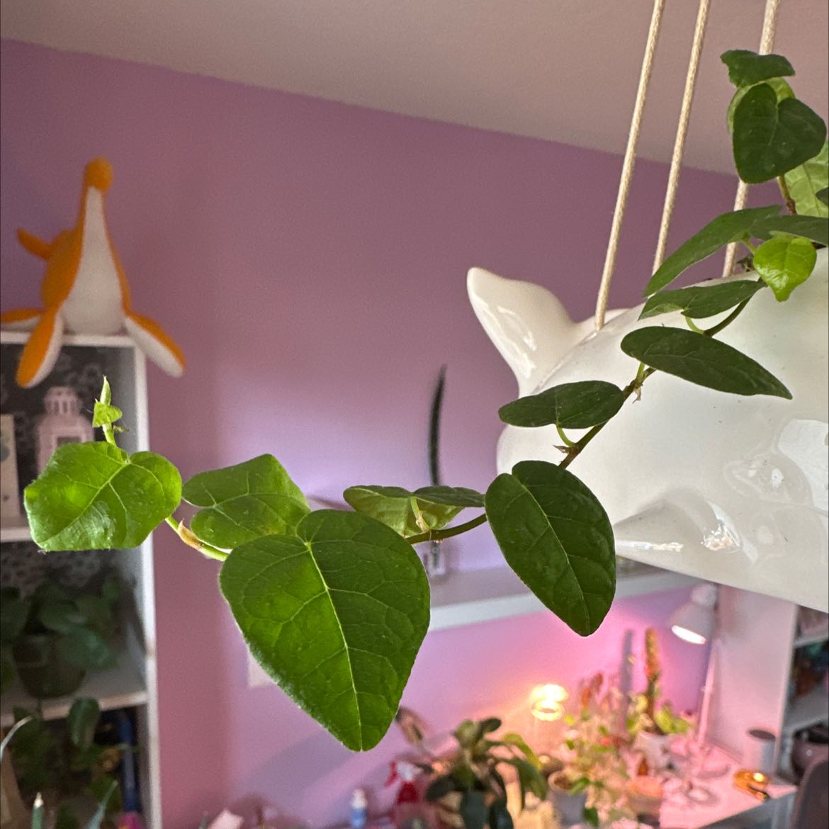 Healthy Creeping Fig plant with bright green heart-shaped leaves trailing from hanging basket in colorful room.