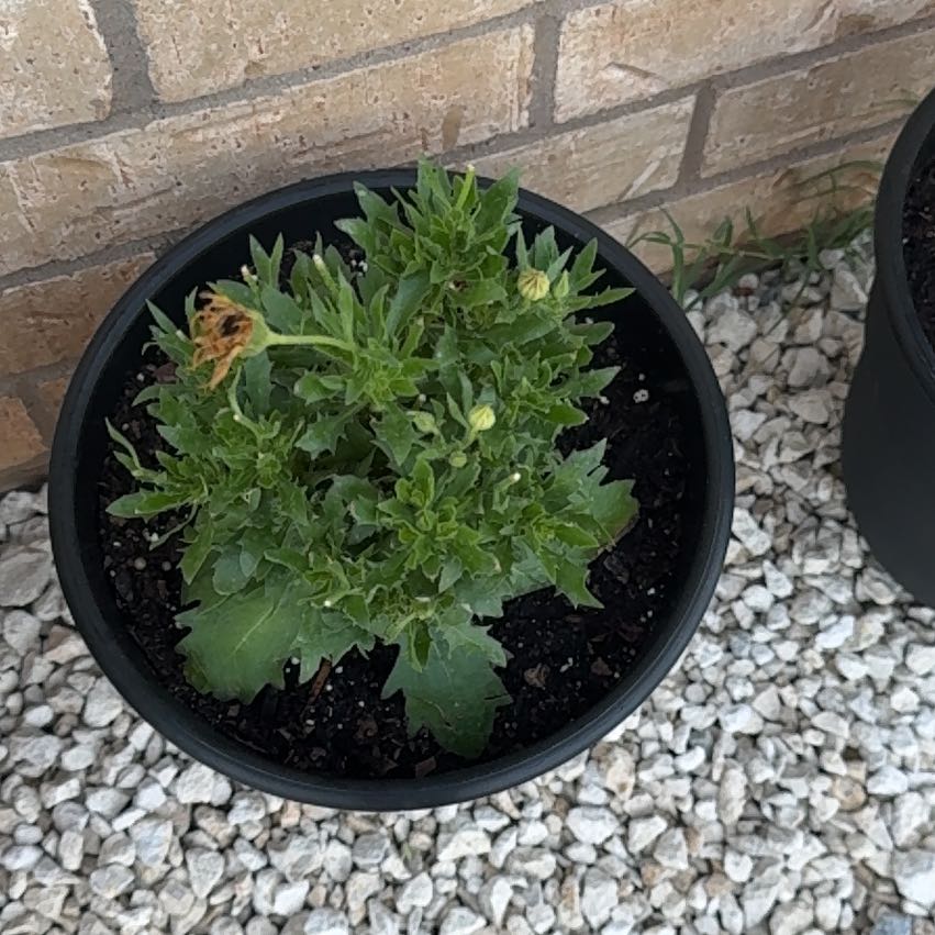 Photo of the plant species Osteospermum 'Margarita Bronze Bicolor' by @HipSacapellote named Fernie Mercury on Greg, the plant care app