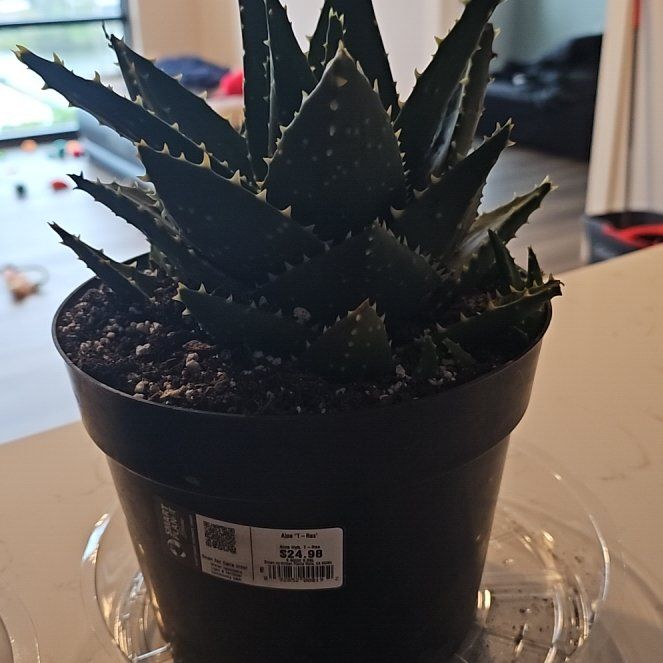 Photo of the plant species Aloe 'T-Rex' by @UberWoollythyme named Coco on Greg, the plant care app