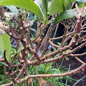 Photo of the plant species Paper Bush by @DotingDigitfern named Gregarious on Greg, the plant care app